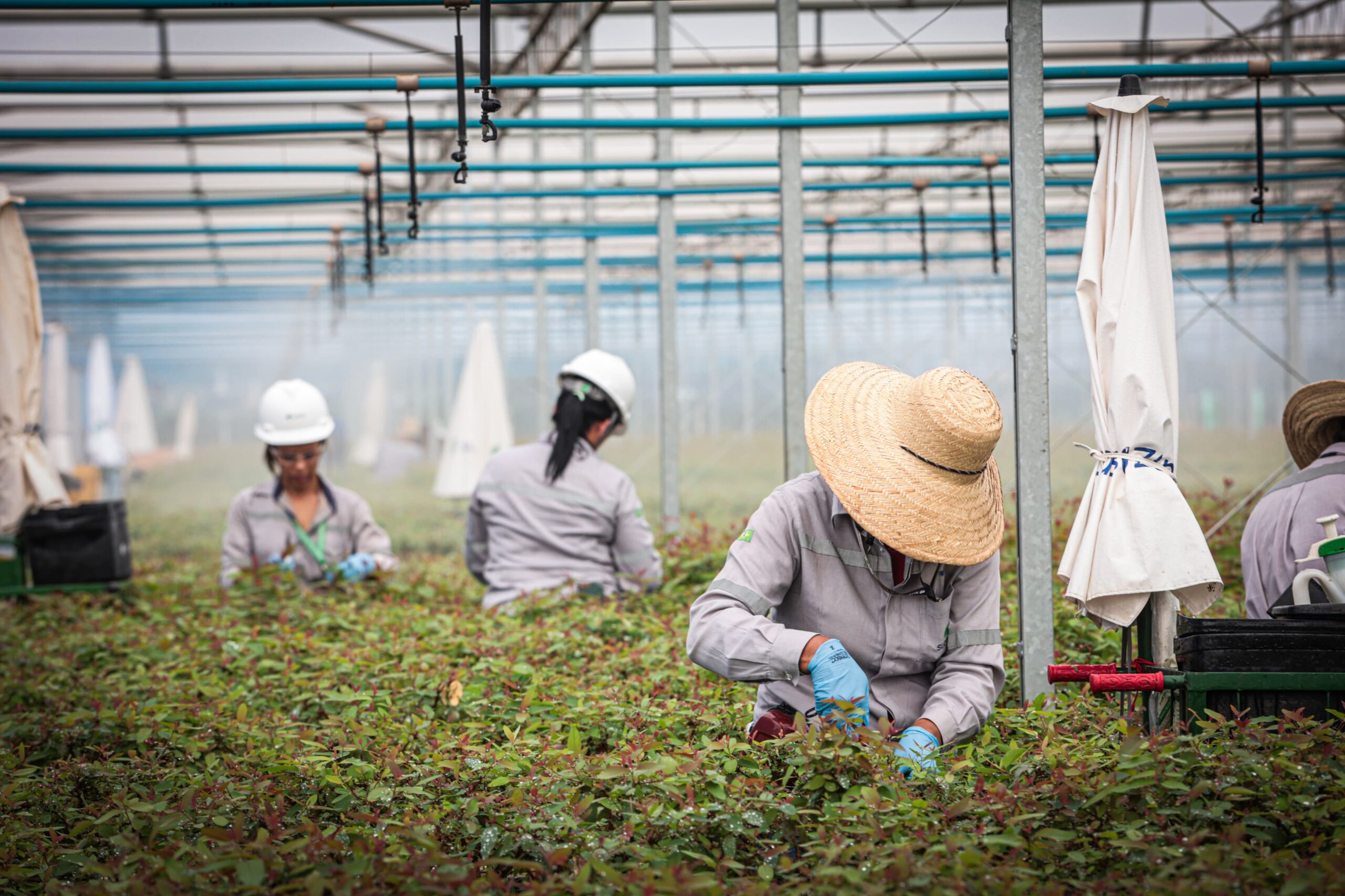 Suzano amplia presença feminina e encerra 2025 com 556 mulheres contratadas em Mato Grosso do Sul